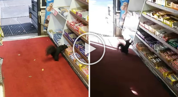 Gli scoiattoli rubano la cioccolata dal negozio: «Aiutatemi, cosa devo fare?» | Video