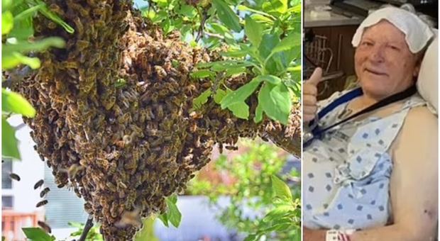 Attaccato da «200 api assassine, mi hanno punto anche nel naso». Il miracolo di Carlos, vivo a 81 anni