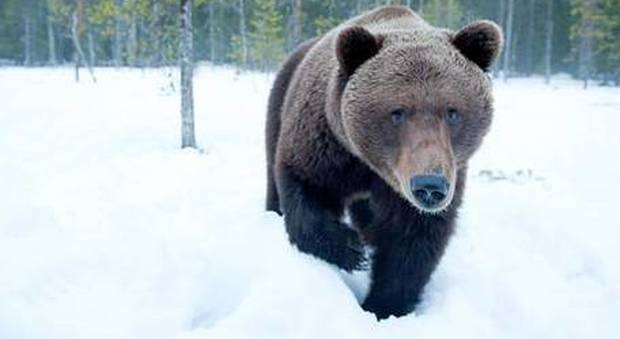 Russia, operaio sbranato da un orso bruno: terrore nei villaggi