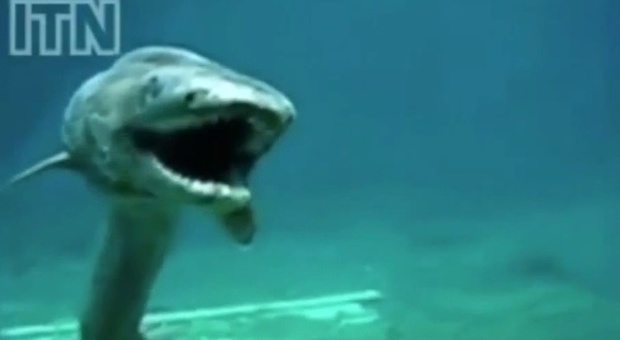 Lo squalo preistorico con 300 denti pescato in Australia: "Risale a 80 milioni di anni fa"