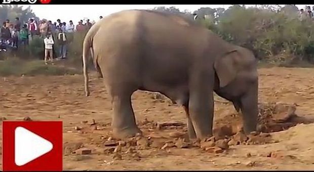L'elefantino cade nel pozzo, la mamma lo veglia per 11 ore