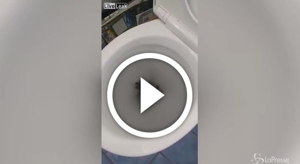 Incubo in bagno, tira lo sciacquone e il topo salta fuori dal water