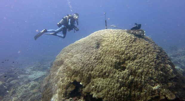 La strategia di sopravvivenza dei coralli tropicali al clima che cambia