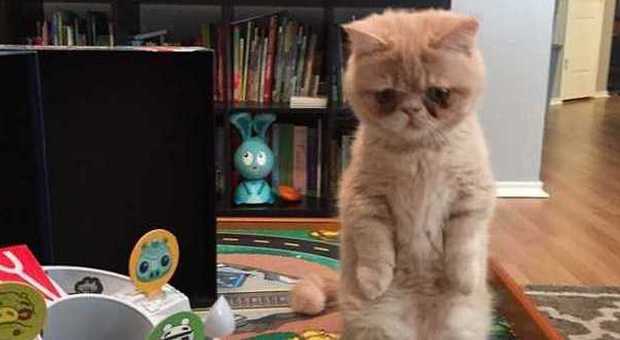 George, il gatto che sta in piedi: ora è una star del web