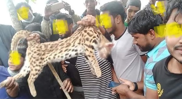Uccidono a bastonate un raro gatto leopardo e fanno festa. La protesta delle associazioni