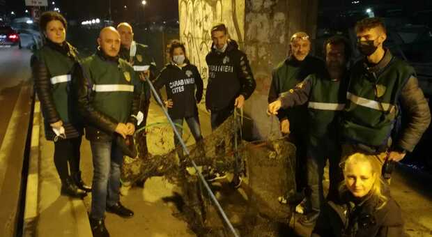 Anguille per il cenone pescate di frodo: cinquantenne bloccato dai carabinieri