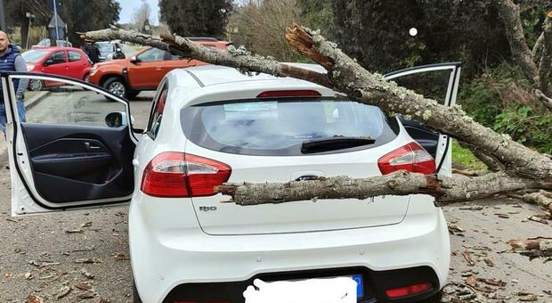 Vento forte, albero cade su un'auto in transito al Circeo: illesi un uomo e una donna