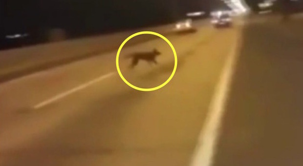 Il cane appare nel mezzo di una gara tra auto: il misterioso video del 'teletrasporto'
