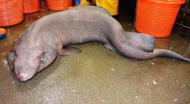 Rarità Ecco lo squalo «divano» pesa 60 kg: trovato al largo della Scozia