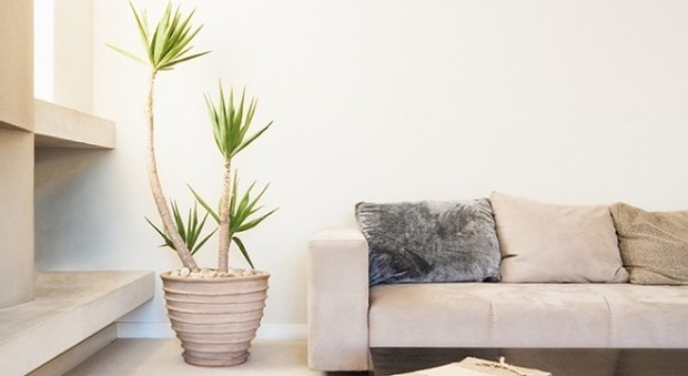Le piante da appartamento purificano l'ambiente