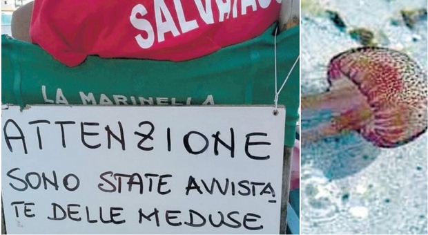 Meduse, bagnanti in fuga da Santa Marinella: «Allarme per i bambini»
