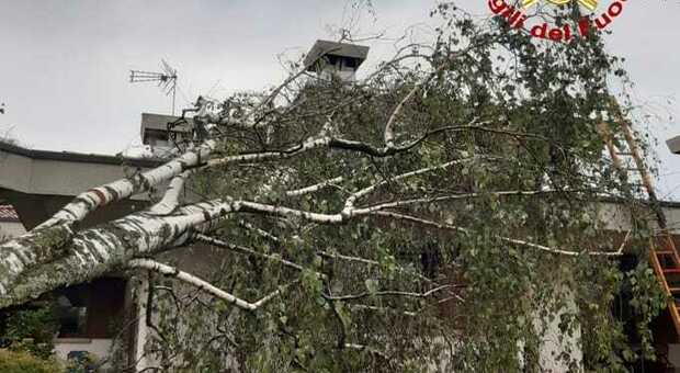 Uno degli alberi caduti per il maltempo in Friuli