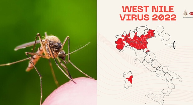Usutu, il virus simile al West Nile colpisce due famiglie ad Anagni: è allerta