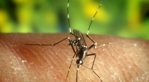 Virus Dengue, il Comune di Latina avvia la disinfestazione contro le zanzare: ecco il calendario