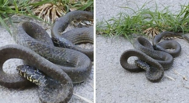 Trovato un serpente nel giardino di un'abitazione. L’esperto: «Fate sempre attenzione a non toccarlo»