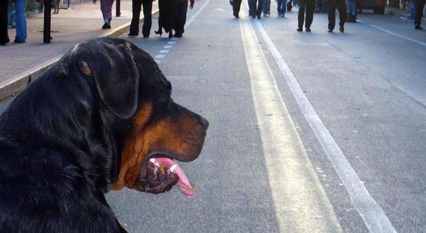 Rottweiler sfugge al proprietario e semina il panico tra i passanti