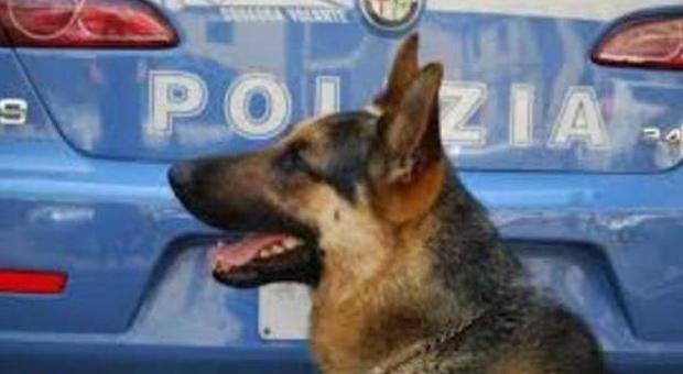 Roma, deposito di cocaina a San Basilio: la droga fiutata dai cani poliziotto