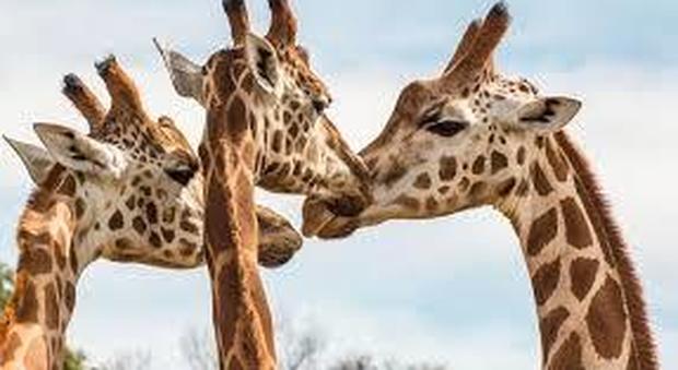 Giraffe a rischio estinzione: in 30 anni scomparso il 40%