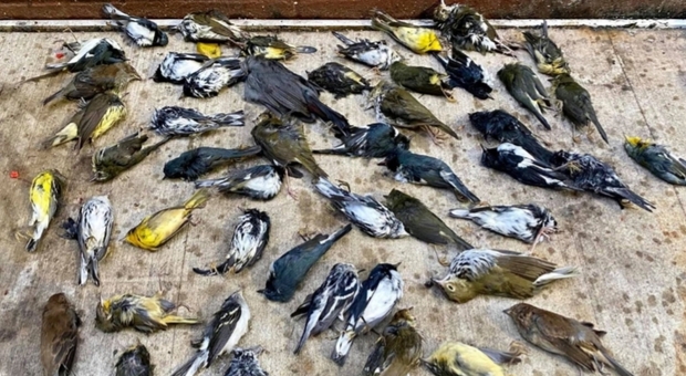 Strage di uccellini a Philadelphia: oltre 1.500 a terra in un giorno. «Morti dopo l'impatto con i grattacieli»