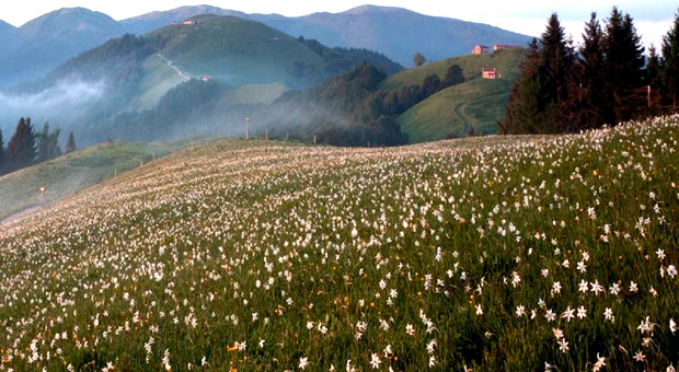 La spettacolare fioritura dei narcisi sulle montagne bellunesi