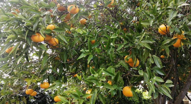 A Ischia sbarca la «Festa del mandarino», tra natura, sapori e solidarietà