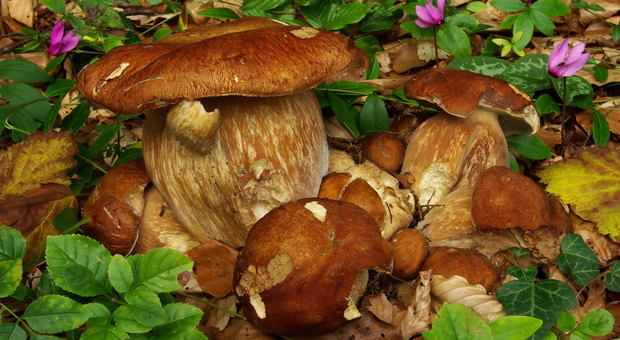 La pioggia porta tanti funghi e tanti porcini: ottimi raccolti in Veneto e Trentino, in ritardo il Friuli