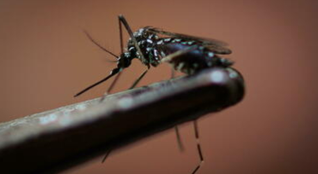 Dengue, boom di richieste per le zanzariere. Biancolini: «occhio alle grate e alle intercapedini»