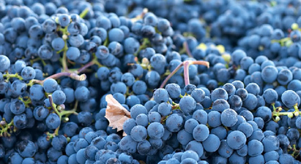 Già 3000 anni fa in Friuli Venezia Giulia si beveva vino: ecco le prove