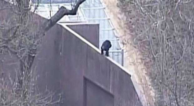 Usa, sette scimpanzé "evadono" dallo zoo di Kansas City