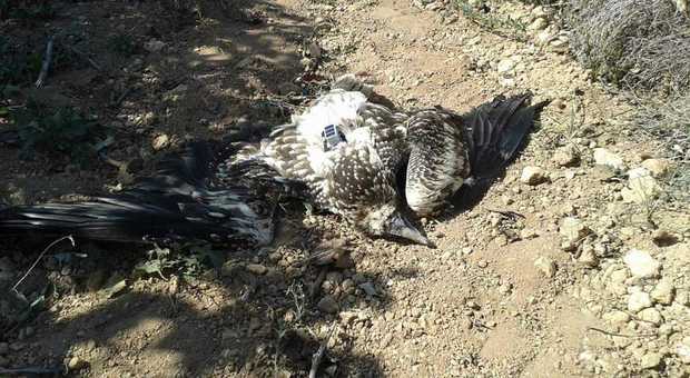 l'esemplare di avvoltoio capovaccaio, ucciso a fucilate (foto pubblicate da CERM Centro Rapaci Minacciati)