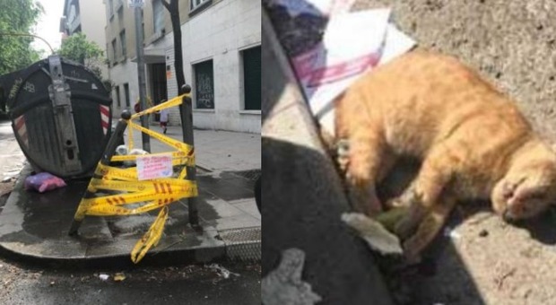 Roma, gatto morto abbandonato in strada, l'Asl lo rimuove dopo 48 ore