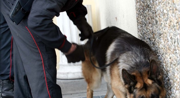 «I cani abbaiano troppo», a processo le unità cinofile dei carabinieri di Sarno