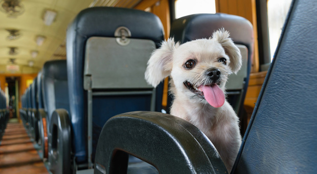 Cani e gatti viaggeranno gratis sui mezzi pubblici: la proposta in consiglio