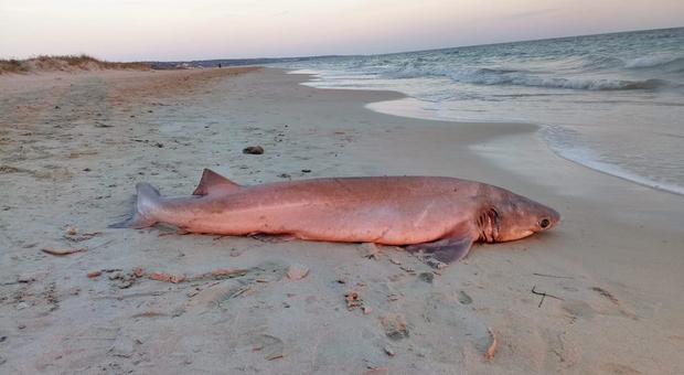Dall'Oceano al Salento: ritrovato sulla spiaggia uno “squalo manzo”