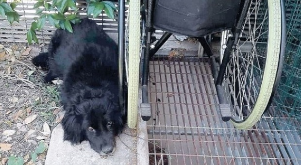 La padrona è morta, ma il cagnolino Nerino resta accanto alla sua sedia a rotelle