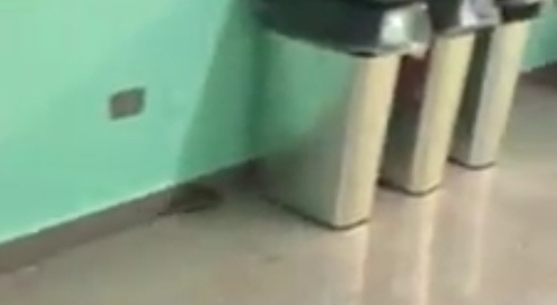 Eboli- Un topo nel corridoio dell'ospedale