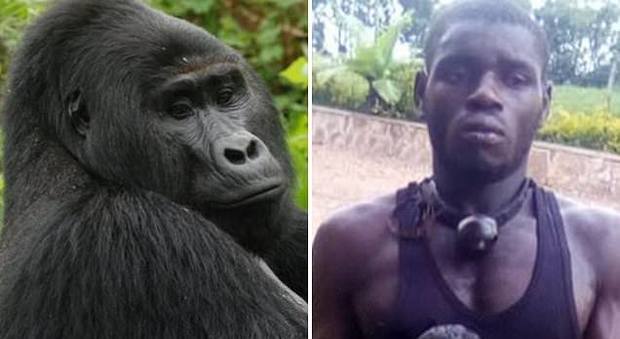 Condannato a 11 anni di carcere il cacciatore che ha ucciso uno dei gorilla più famosi dell'Africa