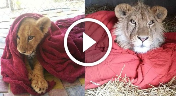 Lambert, il leone che non riesce a dormire senza la sua copertina rossa (Facebook)