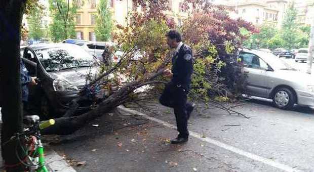 Roma, maltempo: albero cade sulle macchine ​a Prati. Voragine in viale Somalia