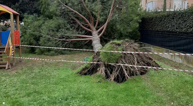Grottammare, paura al parco giochi: un grosso pino abbattuto dalle raffiche di vento