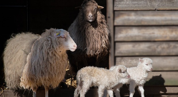 Frana si abbatte su una stalla: strage di pecore - Image by Siegfried Poepperl from Pixabay