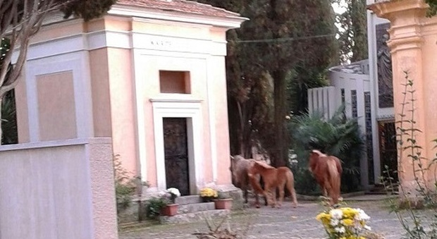 I cavalli allo stato brado a "passeggio" nei viali del cimitero di Priverno