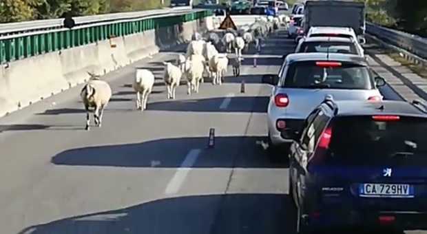 Gregge di pecore sull'Ascoli-Mare Disagi al traffico, arriva la polstrada