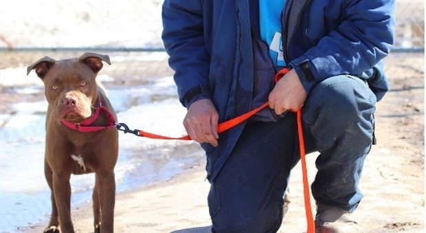 Guida 1500 km per riportare un cane a casa, ma scopre che il proprietario se n'era liberato