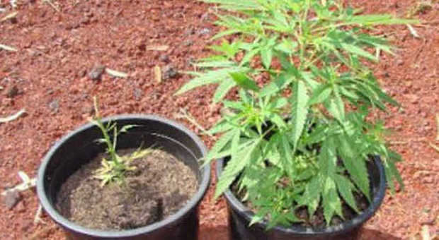 Avevano allestito una piantagione di cannabis in casa: arrestati tre studenti