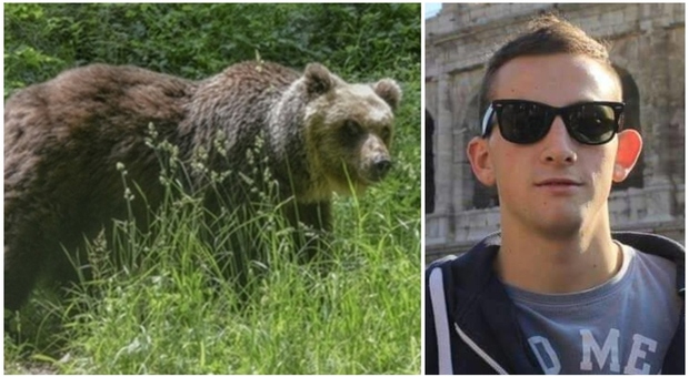 Andrea Papi, trovata l'orsa che ha ucciso il runner: «È Jj4, lo scorso anno aveva aggredito due persone»