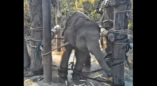 Elefantini strappati alle madri, incatenati e barbaramente addestrati per i turisti (immagini e video pubblicati da World Animal Protection su Fb e You Tube)