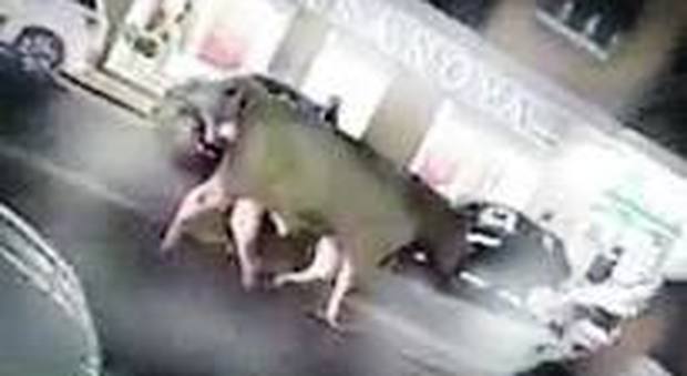 Milano, ragazza di 17 anni aggredita da un toro mentre va a scuola