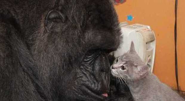 Video La gorilla adotta due micini: è subito amore