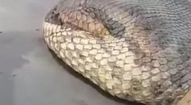 Ecco il serpente più lungo del mondo, il video fa rabbrividire il web -Guarda